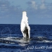 whale_humpback_h_00654_dom2720.jpg